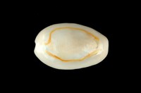 藏品(金環寶螺)的圖片